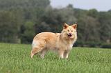 CHIEN FINNOIS DE LAPONIE 678